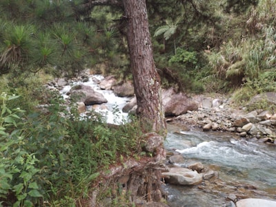 A quiet mountain stream surrounded by lush greenery.