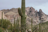 Flat lay of a t-shirt featuring a saguaro cactus and desert blooms on cracked earth