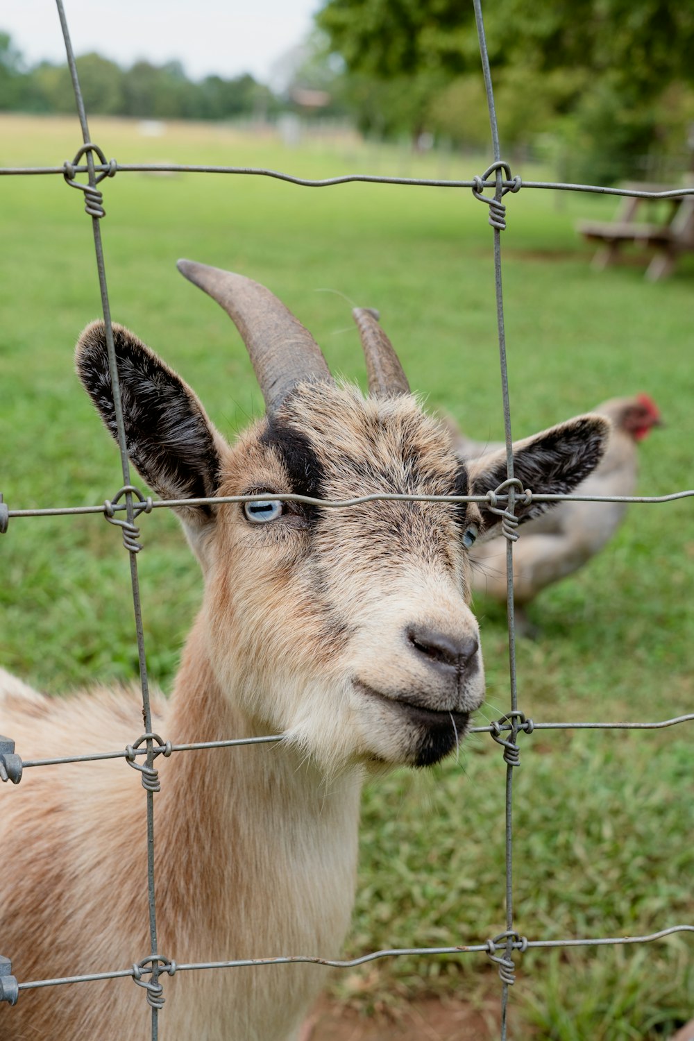 a goat is looking through a wire fence