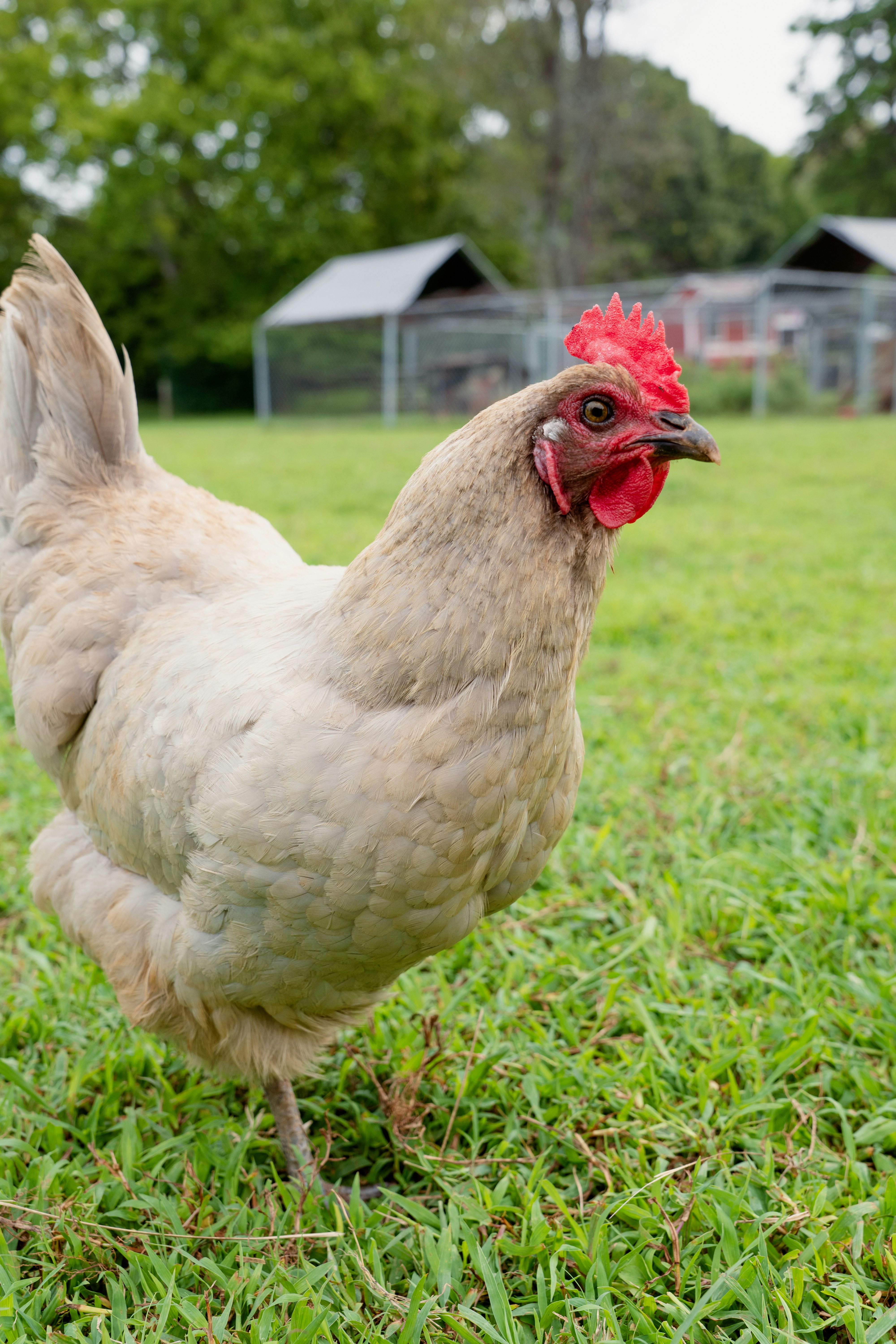 a white chicken standing on top of a lush green field