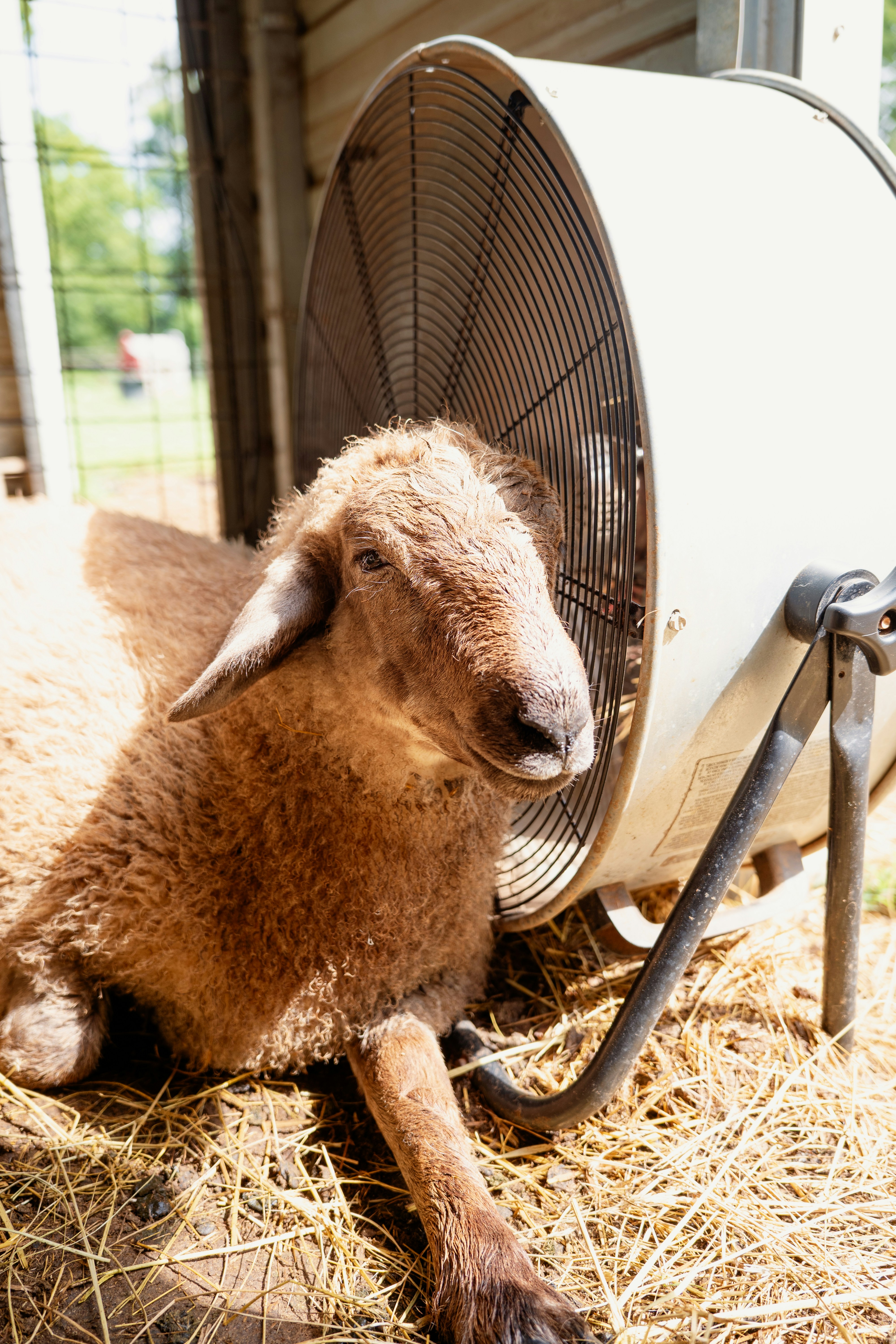 a sheep that is laying down in the hay