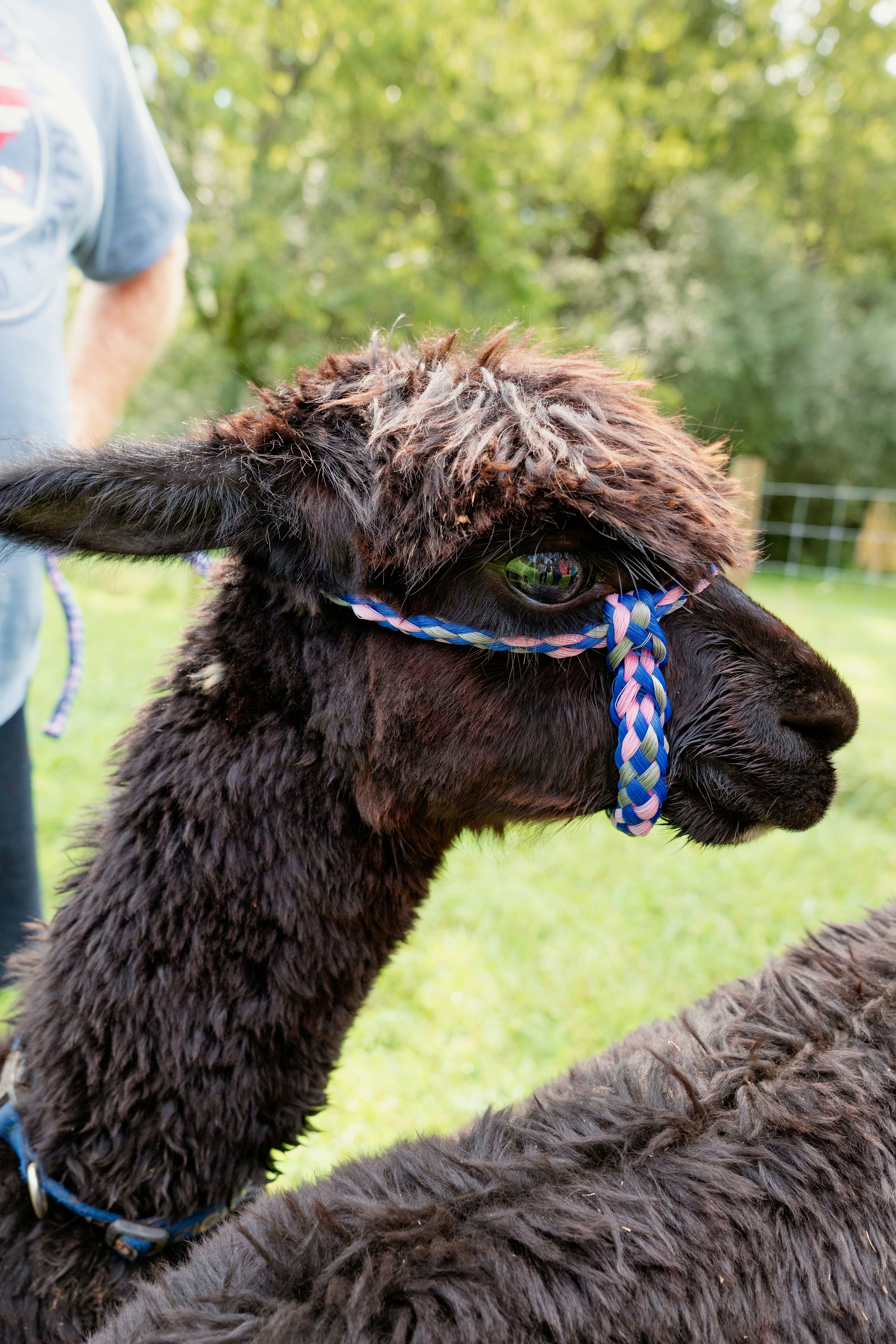 a close up of a llama with a rope around its neck