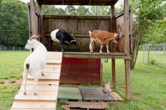 Three goats are interacting on a wooden play structure in a green field. One goat, black and white, is standing on the higher platform with a brown and white goat. A white goat is climbing the ramp to join them. Below the structure, a chicken is standing on the ground. The surrounding area is grassy with some trees and a fence in the background.