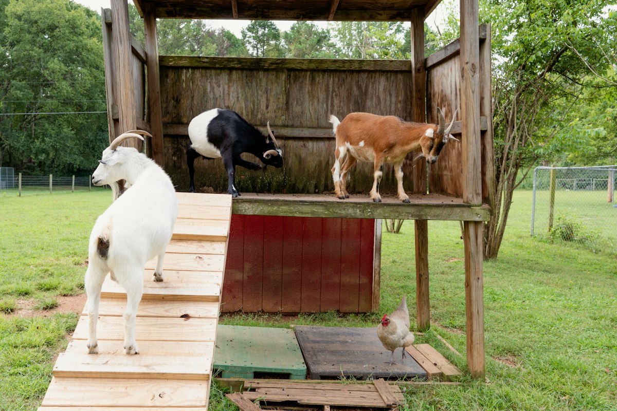 Kinderboerderij De Kromme Akker