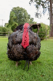 A large turkey with dark feathers and a prominent red wattle stands on grass in an outdoor setting. There are trees and a wooden structure in the background, creating a natural, rural atmosphere.