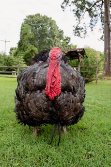 A large turkey with dark feathers and a prominent red wattle stands on grass in an outdoor setting. There are trees and a wooden structure in the background, creating a natural, rural atmosphere.