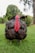 A large turkey with dark feathers and a prominent red wattle stands on grass in an outdoor setting. There are trees and a wooden structure in the background, creating a natural, rural atmosphere.