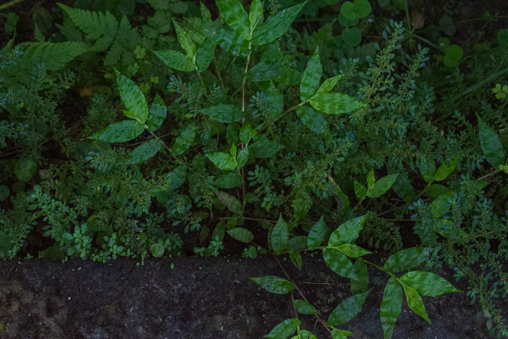 a close up of a plant with green leaves