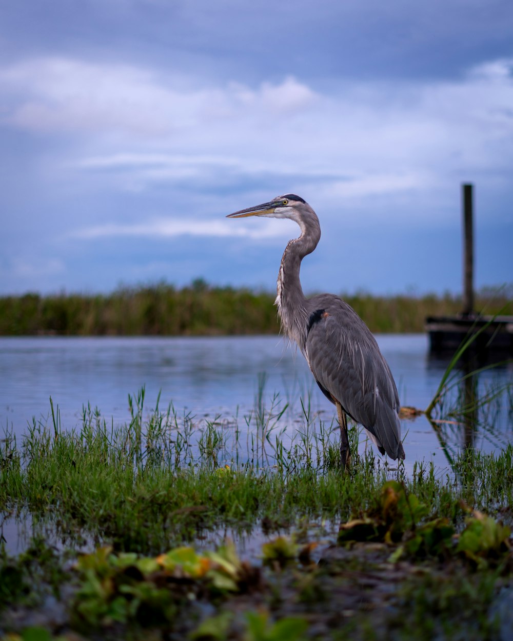 a large bird standing on top of a lush green field