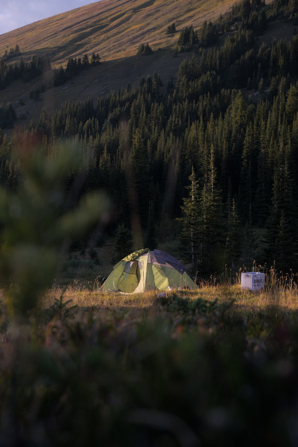 木々を背景にした野原に張られたテント