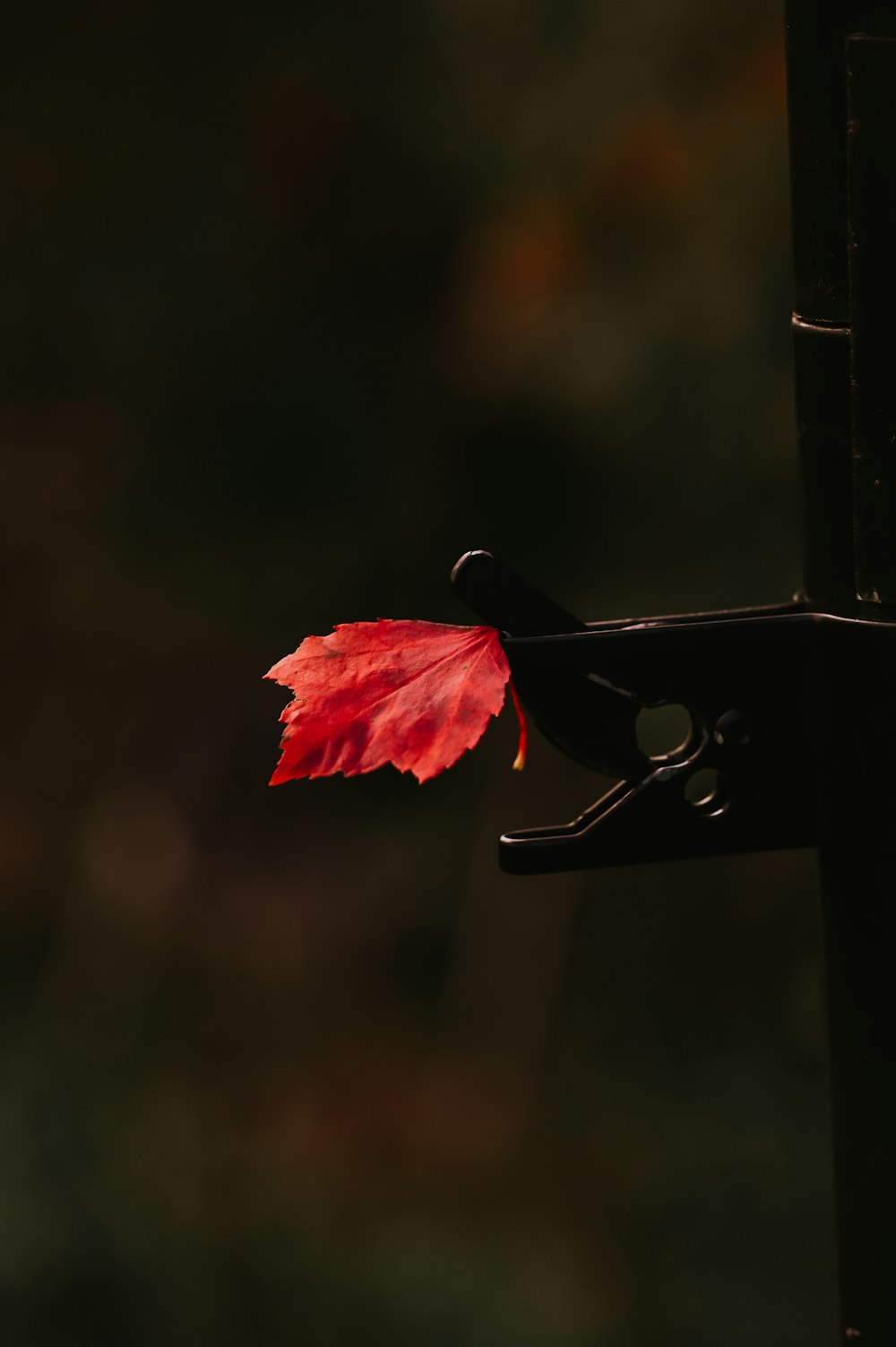 a red leaf is being held by a pair of scissors