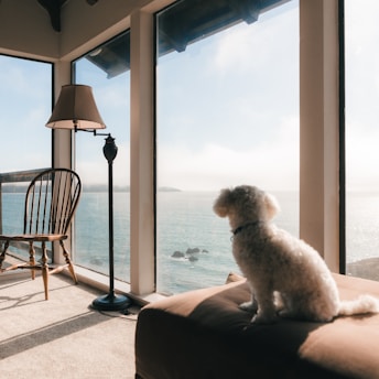 A small white dog sits on a cushioned surface, gazing out of large glass windows towards the ocean. There is a wooden chair and a floor lamp near the windows, casting soft shadows on the carpeted floor. The scene is bathed in natural sunlight, creating a serene and peaceful atmosphere.