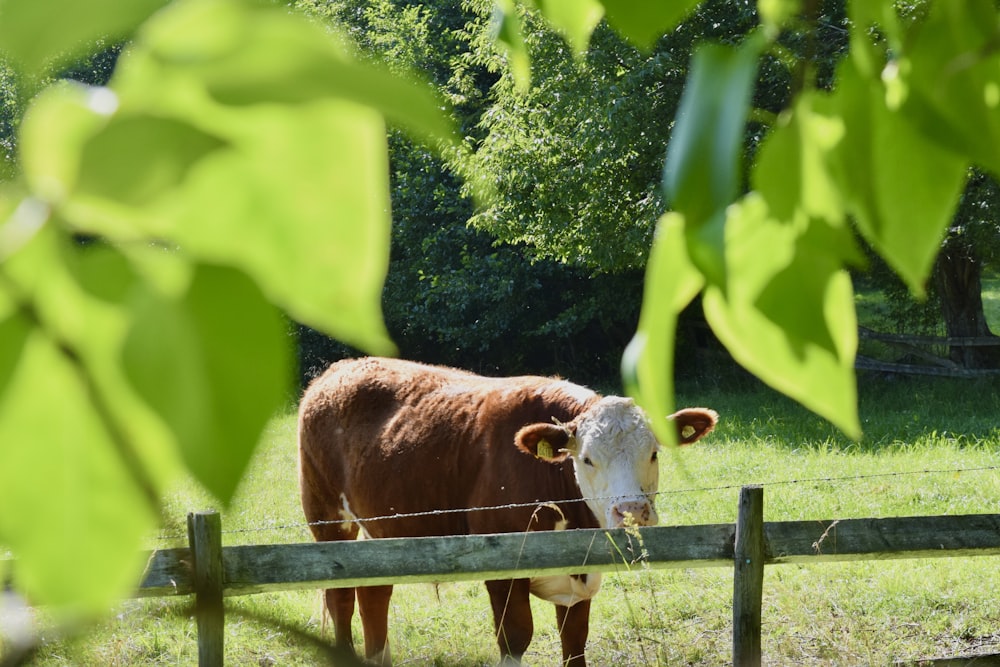 a brown and white cow standing behind a fence