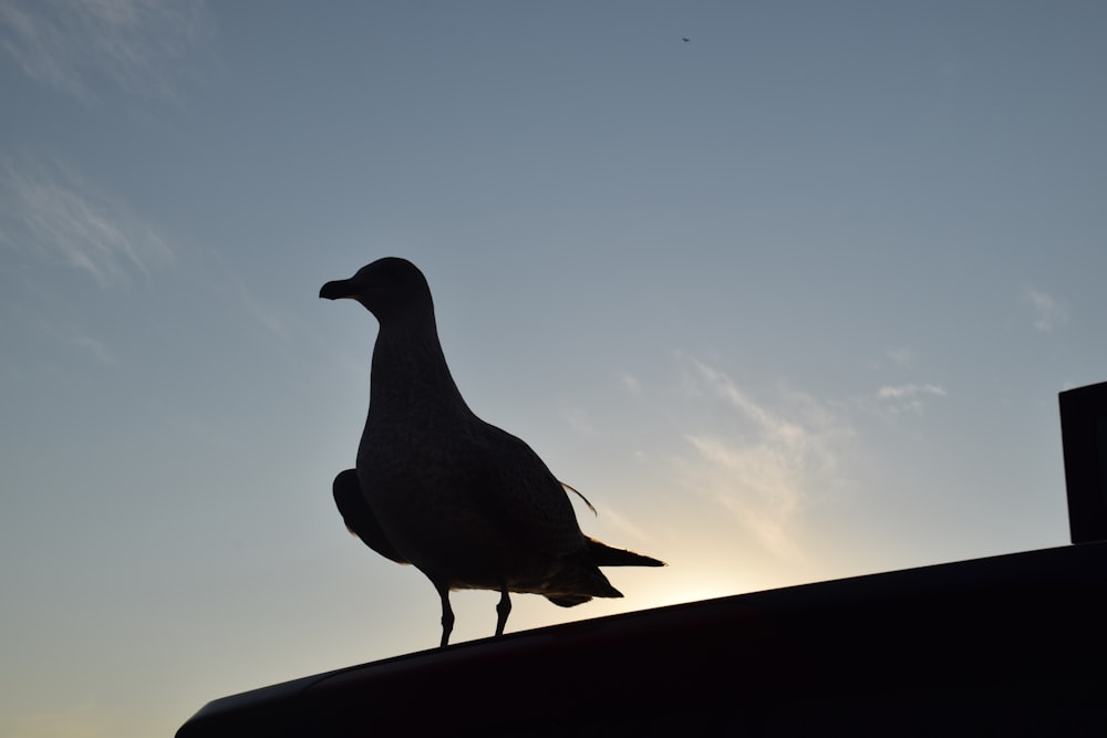 a bird standing on top of a roof