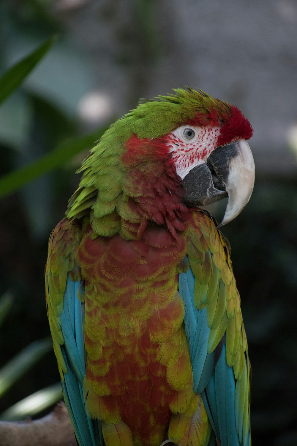 a colorful parrot sitting on top of a tree branch