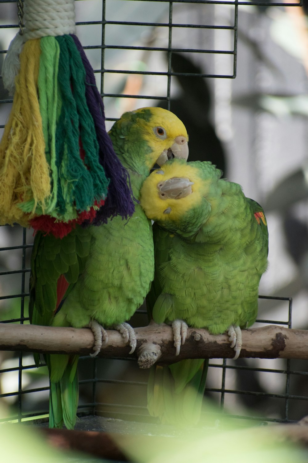 two green and yellow birds sitting on a perch
