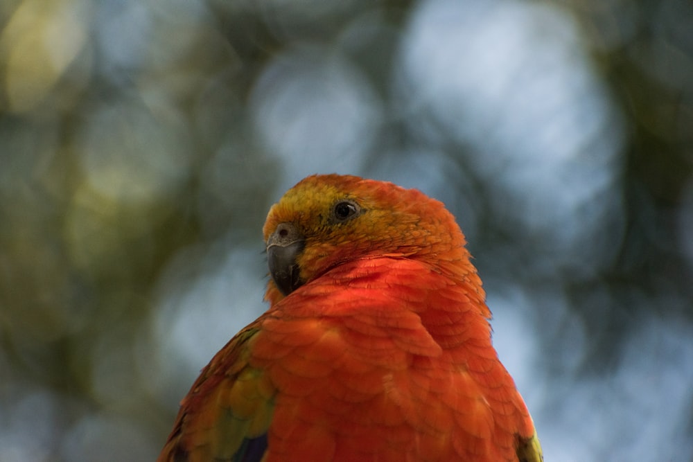 a close up of a colorful bird on a branch
