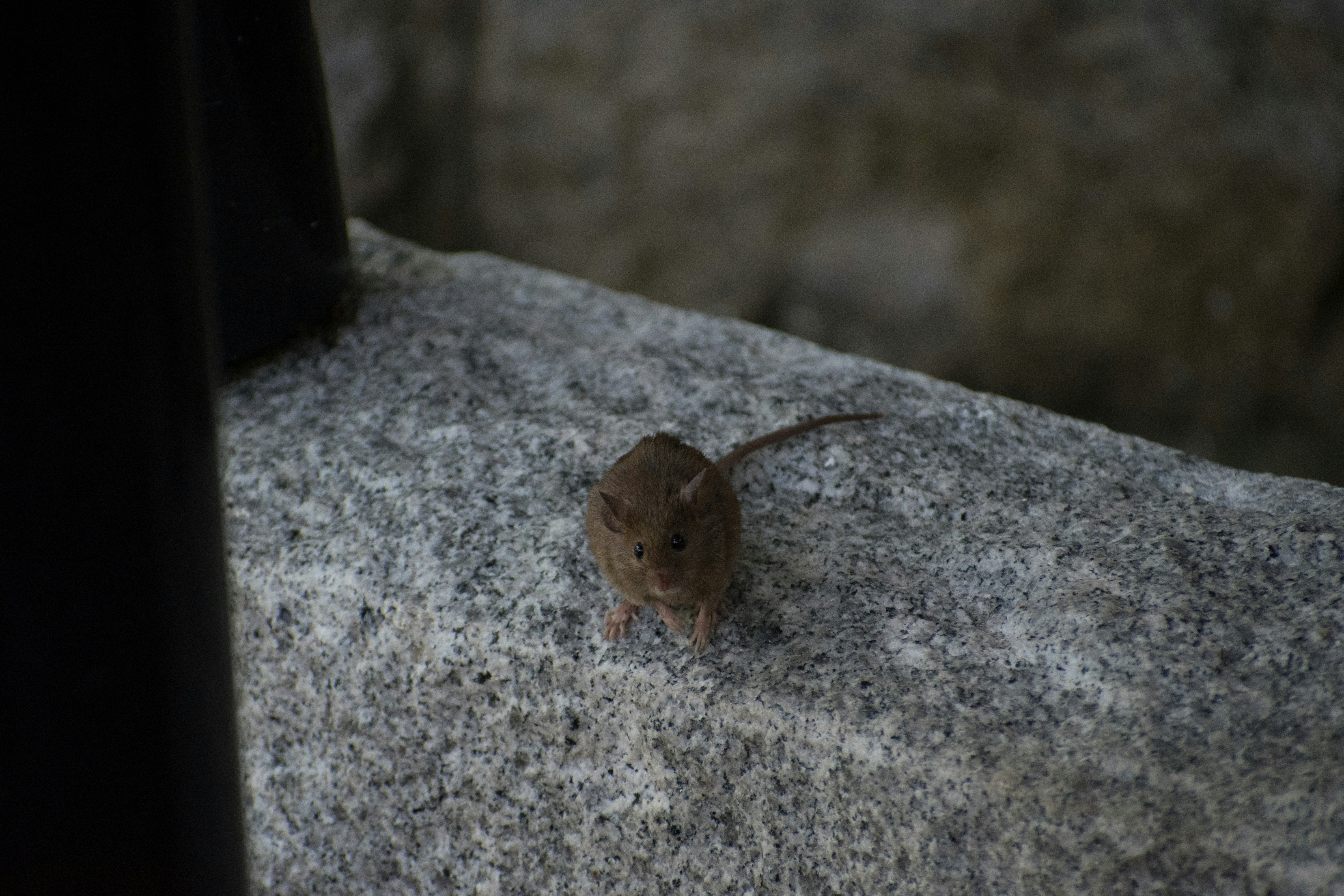 An Itinerant Mouse