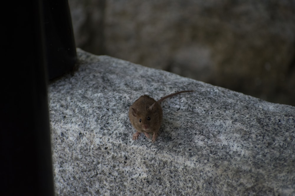 a small mouse sitting on top of a rock