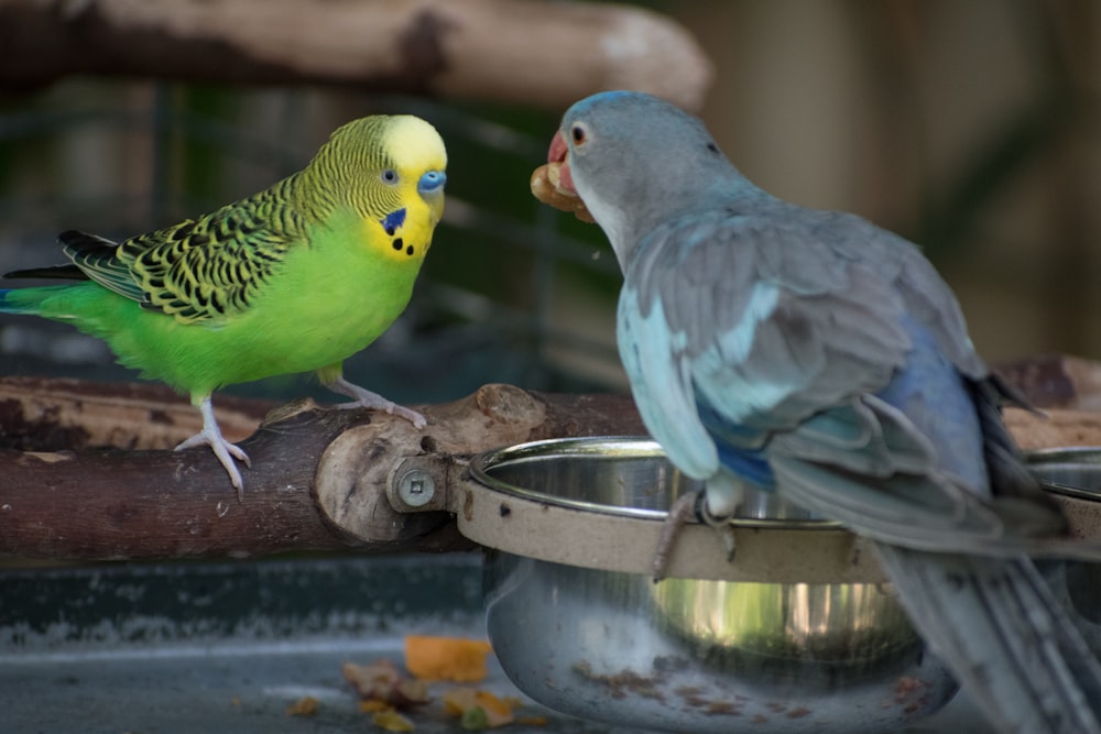 a couple of birds that are standing in a bowl