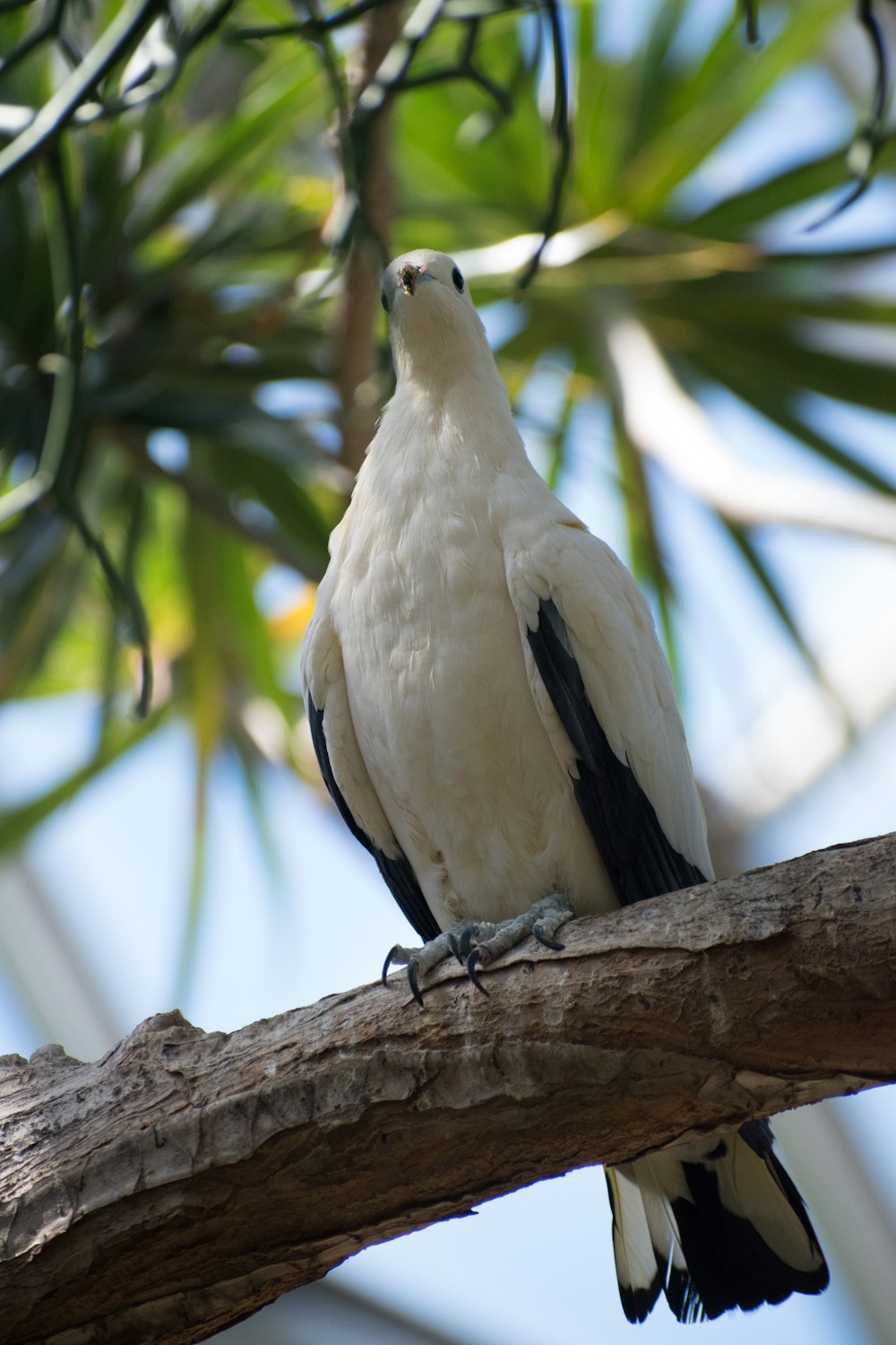 a white and black bird perched on a tree branch