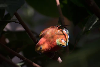 A happy parrot perched on a branch with vibrant feathers in natural light