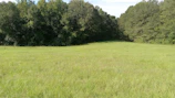 Spacious green land plot bordered by tall trees under a clear sky.