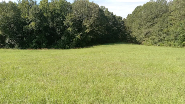 A spacious green plot bordered by tall trees under a clear blue sky.