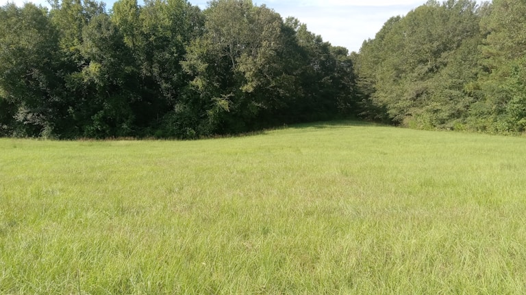 A wide open green plot bordered by trees under a clear blue sky.