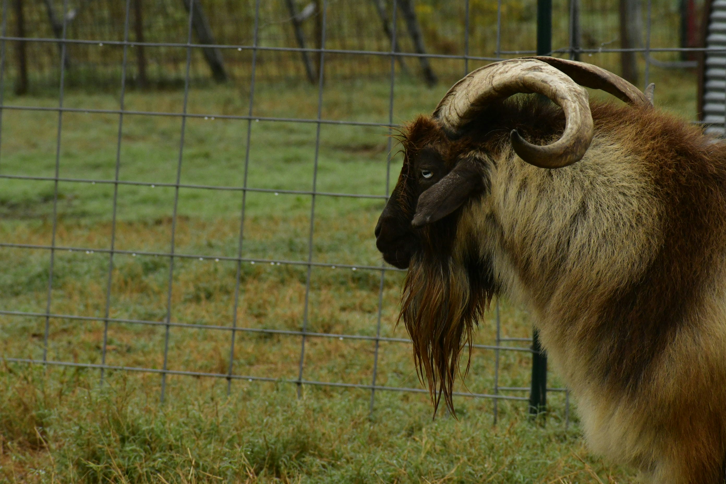 a goat with long horns standing in front of a fence