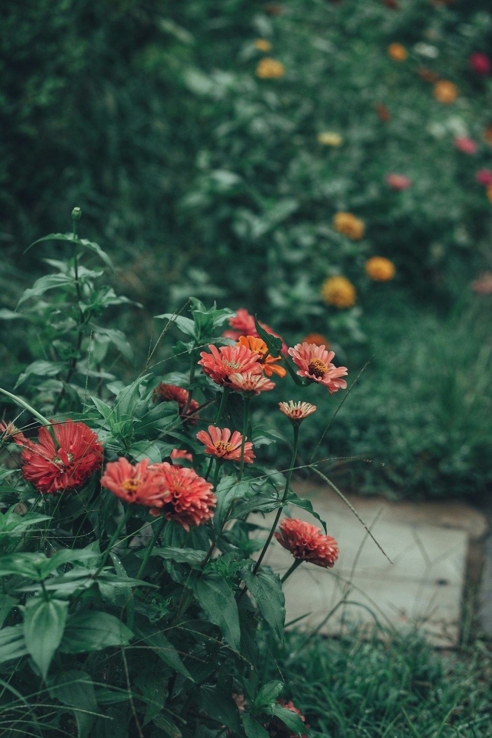 a bunch of flowers that are in the grass