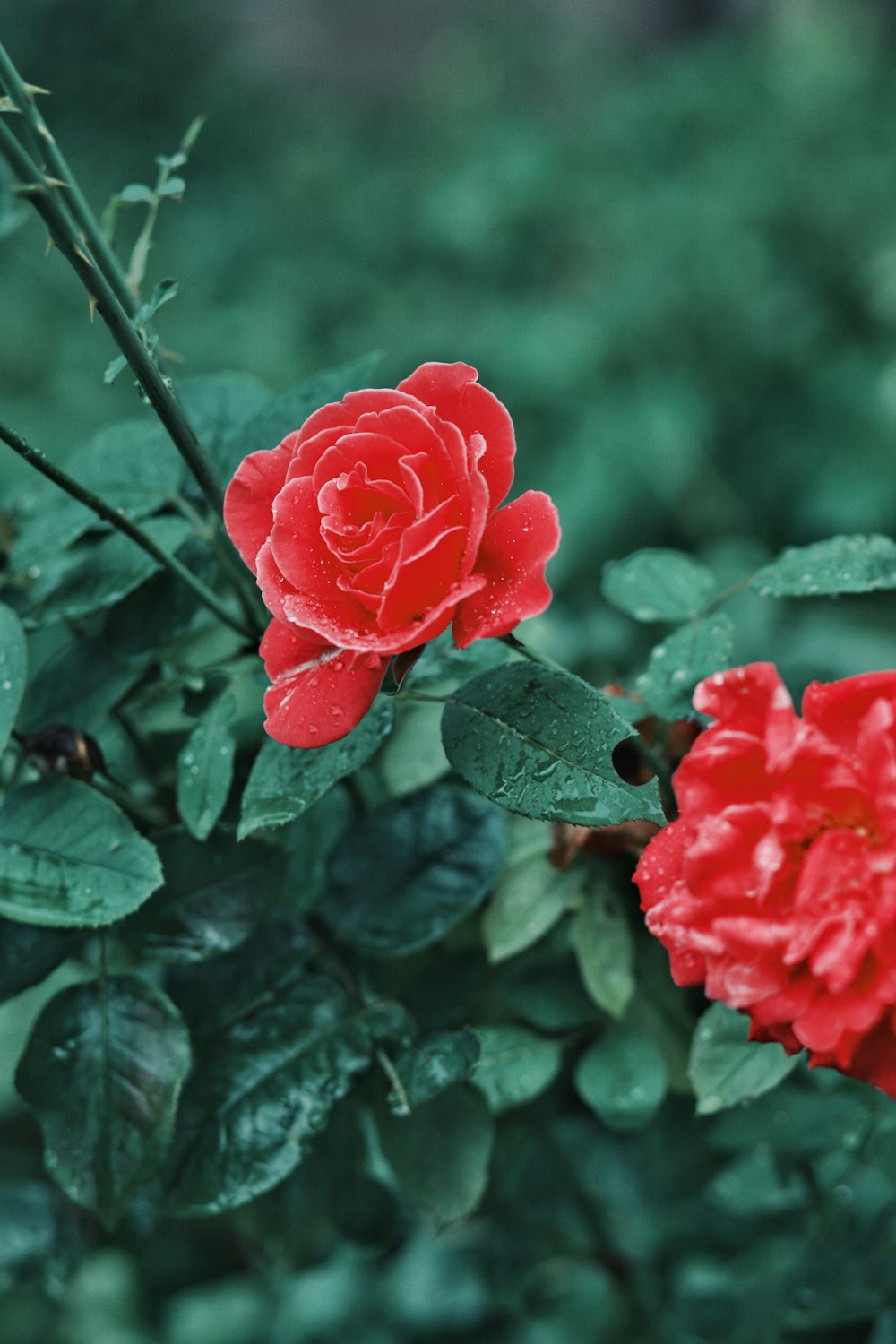 two red flowers with green leaves in the background
