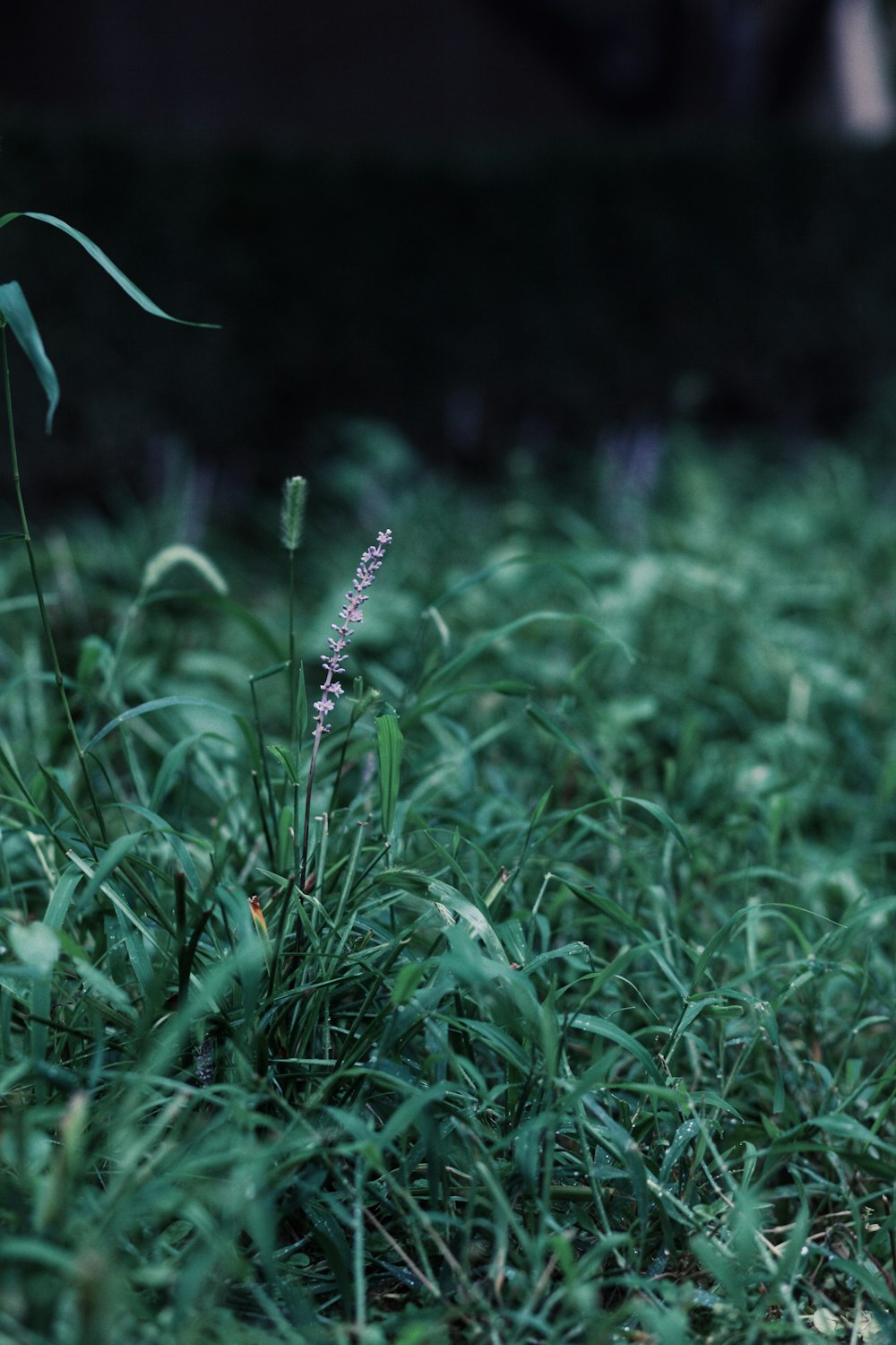a plant in the middle of a grassy field
