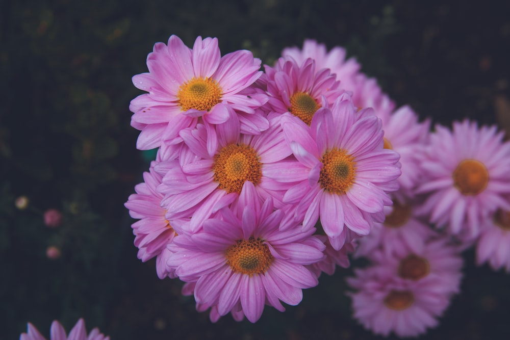 a bunch of pink flowers with yellow centers