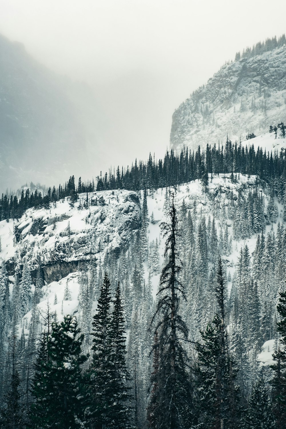 a snow covered mountain with trees on the side