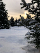 A serene winter garden with soft snow blanketing evergreen trees, symbolizing steady growth.