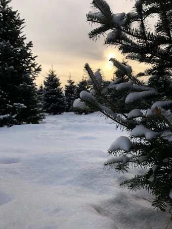 A serene winter garden with soft snow blanketing evergreen trees, symbolizing steady growth.