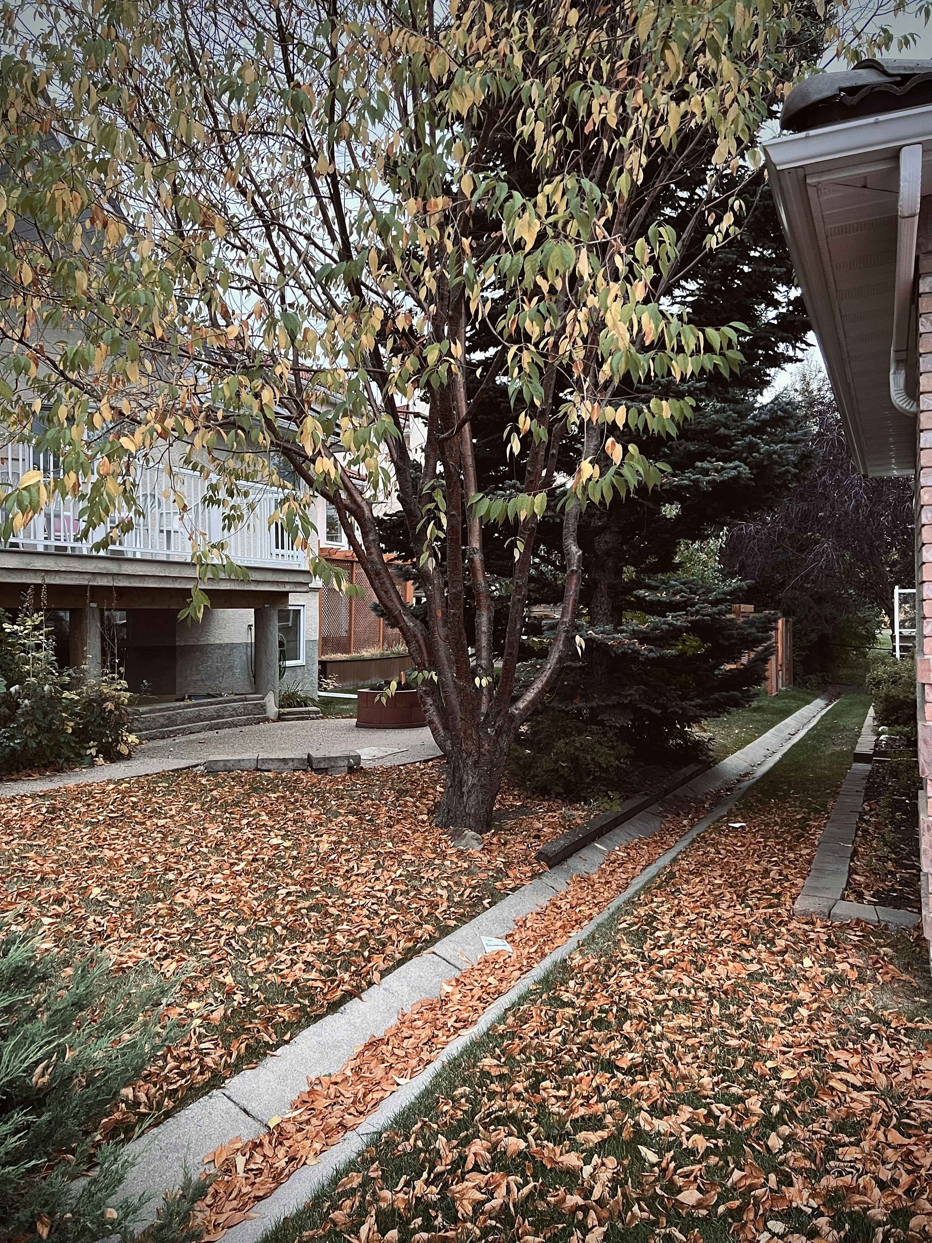 a tree with leaves on the ground in front of a house