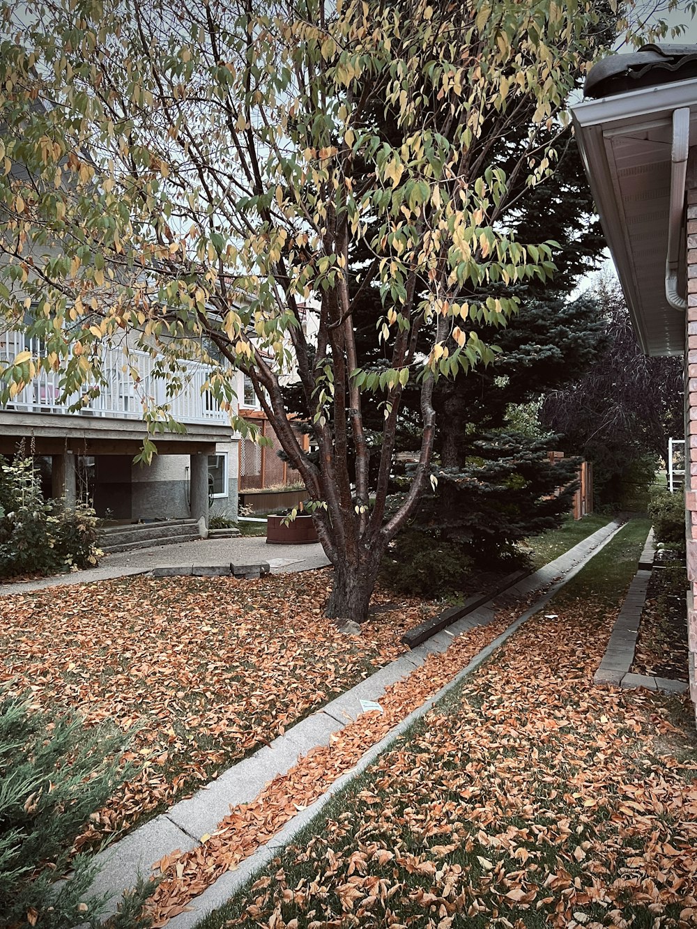 a tree with leaves on the ground in front of a house