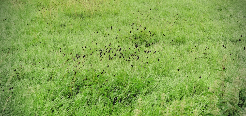 a grassy field with lots of black birds in it