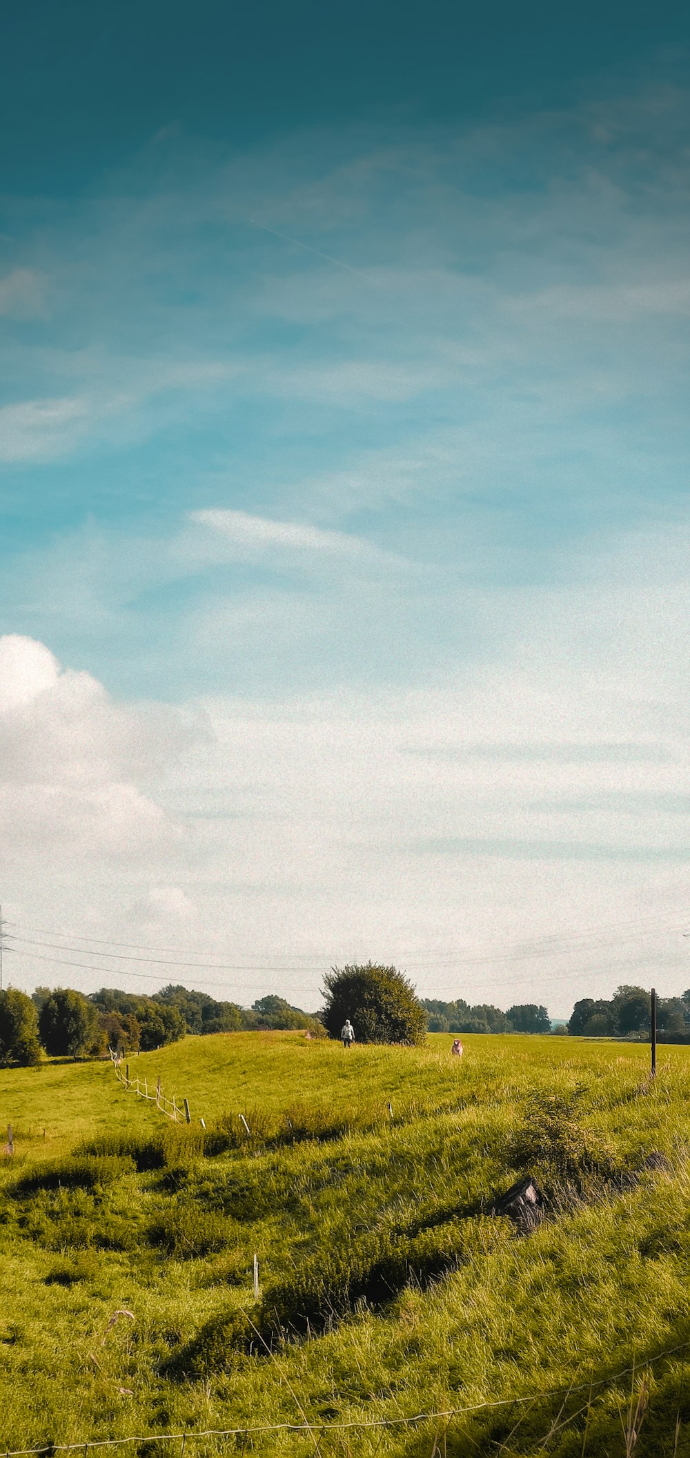 a grassy field with a fence in the foreground