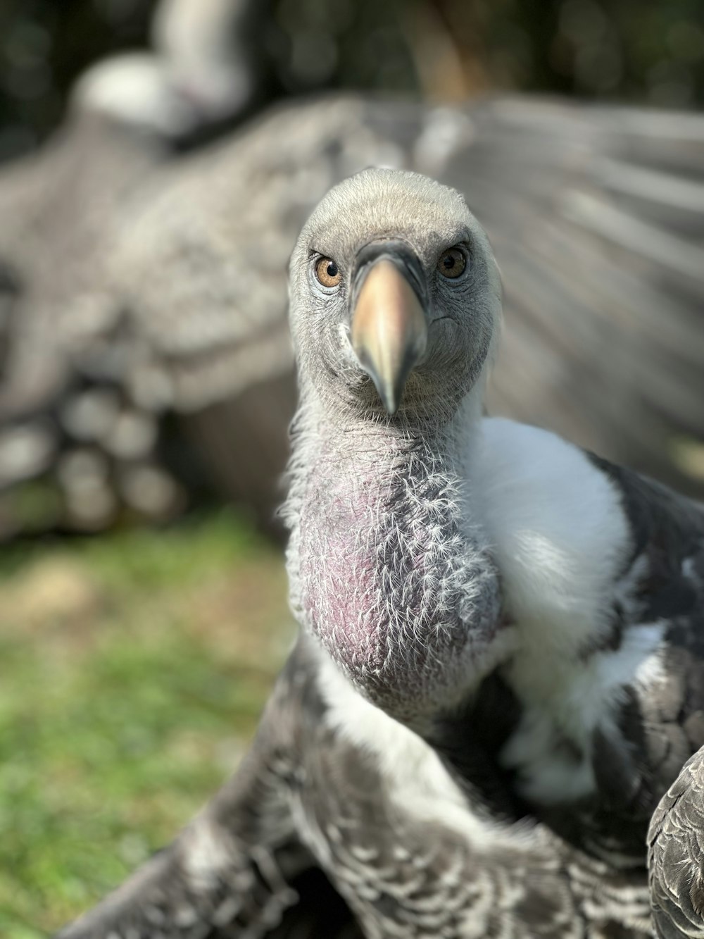 a close up of a bird on a grass field