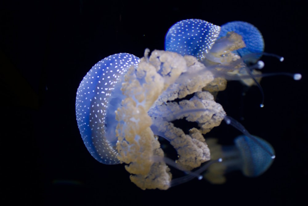 Un primo piano di una medusa su uno sfondo nero