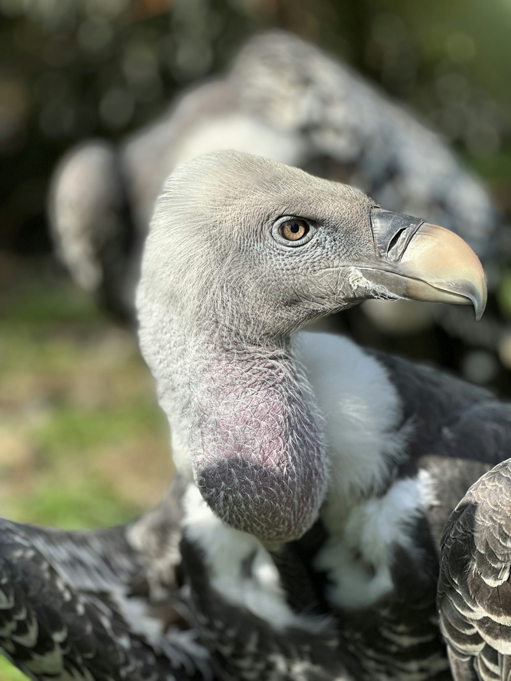 a close up of a bird with a blurry background