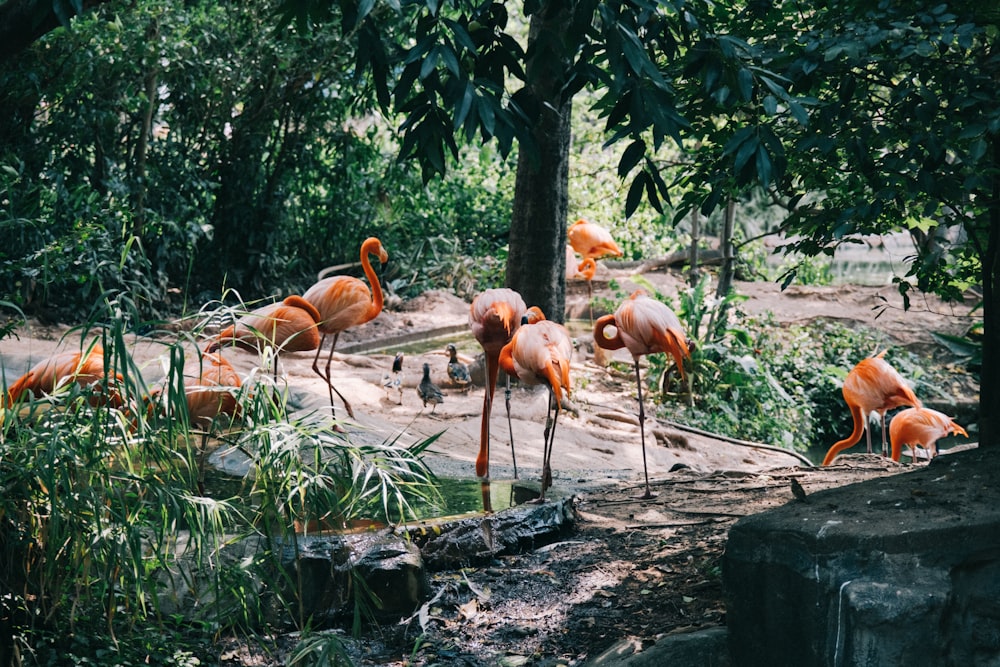 a group of flamingos standing around in a zoo