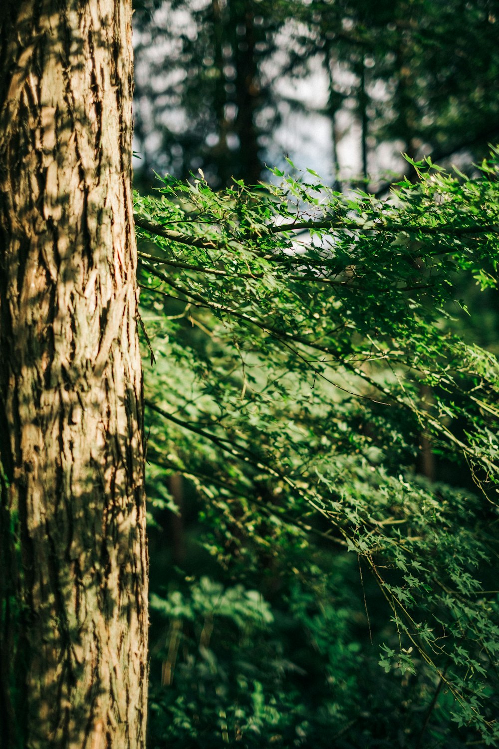 Un primer plano de un árbol en un bosque