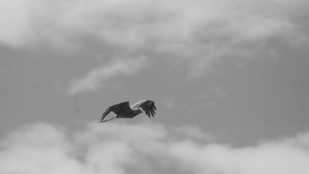 a large bird flying through a cloudy sky