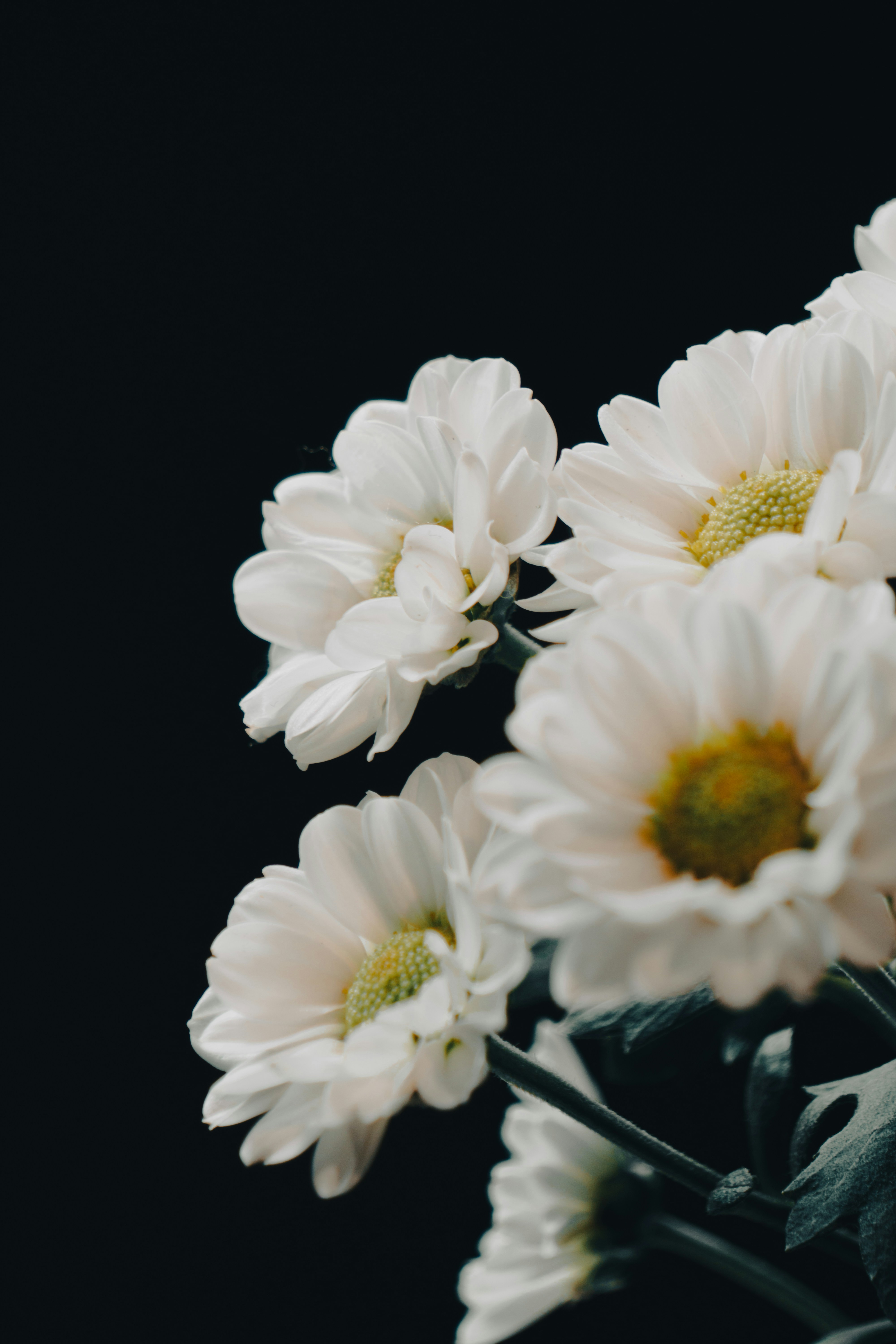 A vase filled with white flowers on top of a table photo Free White