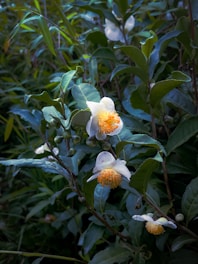 A close-up view of a tea plant with white flowers and bright yellow-orange stamens, surrounded by lush green leaves. The scene is serene, capturing the delicate texture of the petals and the intricate structure of the plant.