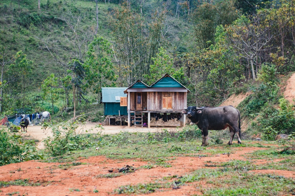 una mucca in piedi in un campo vicino a una casa